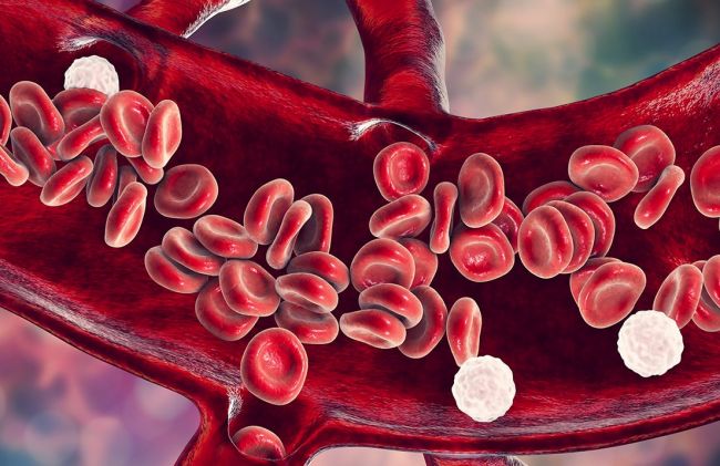 sangre-circulando-normal