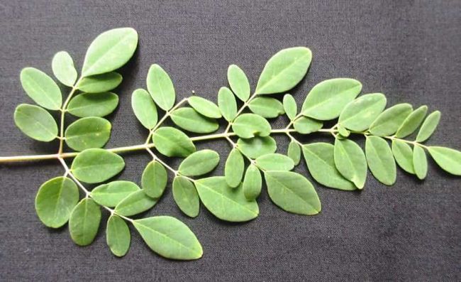 ramita-hojas-moringa