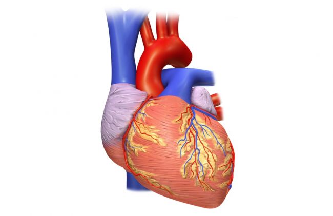 corazon-arterias
