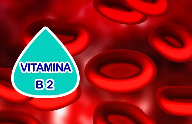 vitamina-b2-globulos-rojos