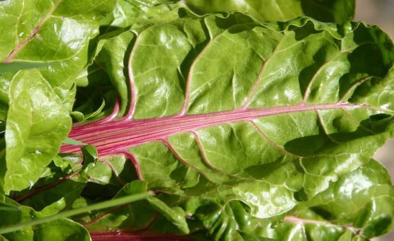 Acelga: 10 Propiedades Medicinales y Valores Nutricionales