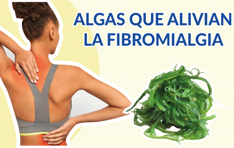4 Algas que Alivian Dolores de Fibromialgia