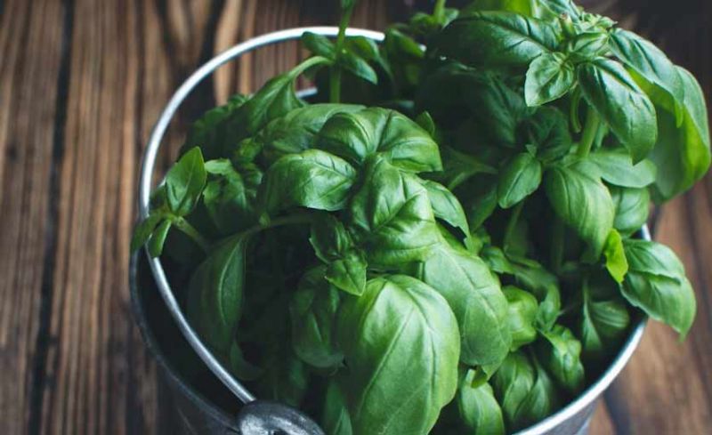 Albahaca: 10 Propiedades medicinales y Beneficios