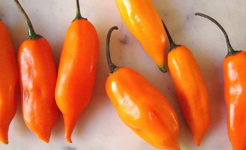 Ají amarillo: propiedades medicinales y valores nutricionales