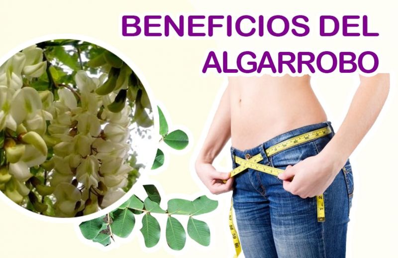 Para qué sirve el Algarrobo y 10 Propiedades y Beneficios