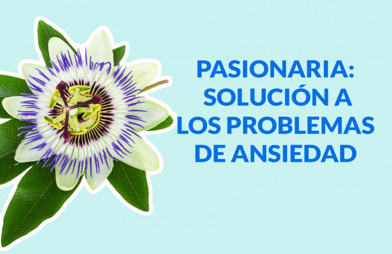 Pasionaria: La planta que soluciona los problemas de ansiedad