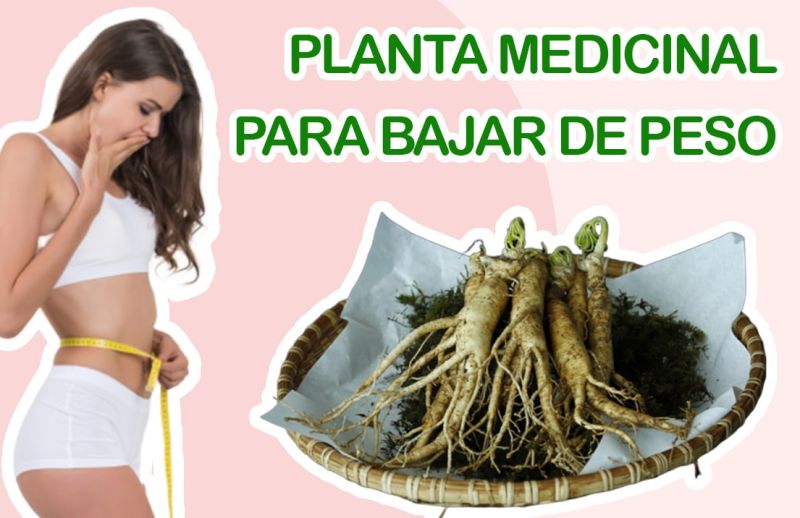 Ginseng: Una planta Medicinal para Bajar de Peso