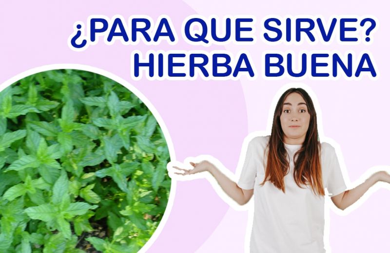 ¿Para qué sirve la Hierbabuena?