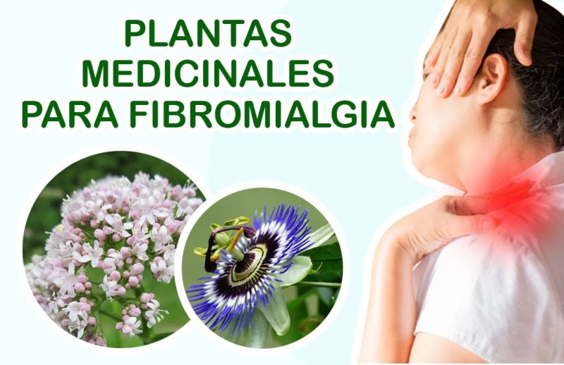 3 Plantas Medicinales para la Fibromialgia