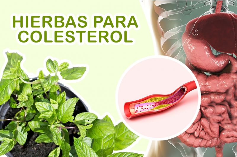 3 Plantas Medicinales para el Colesterol