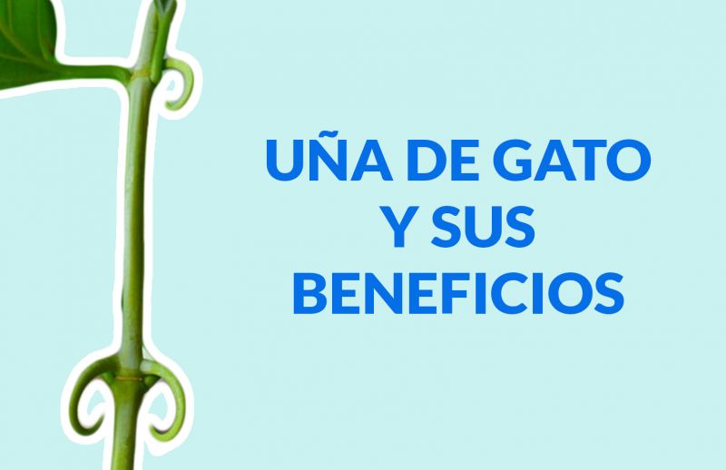 Uña de Gato:  La planta que alivia dolores, favorece la digestión, trata las alergias y otros beneficios más…